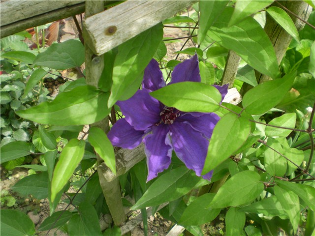 clematis